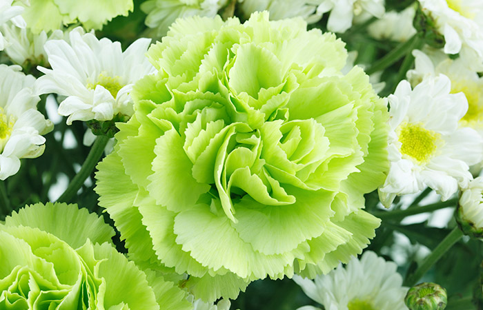 All About Carnations  Norton's Florist Birmingham