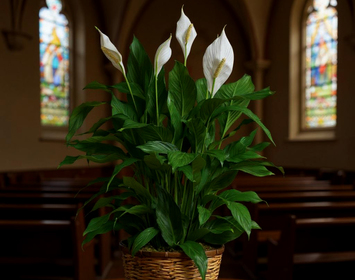 Sympathy Plants