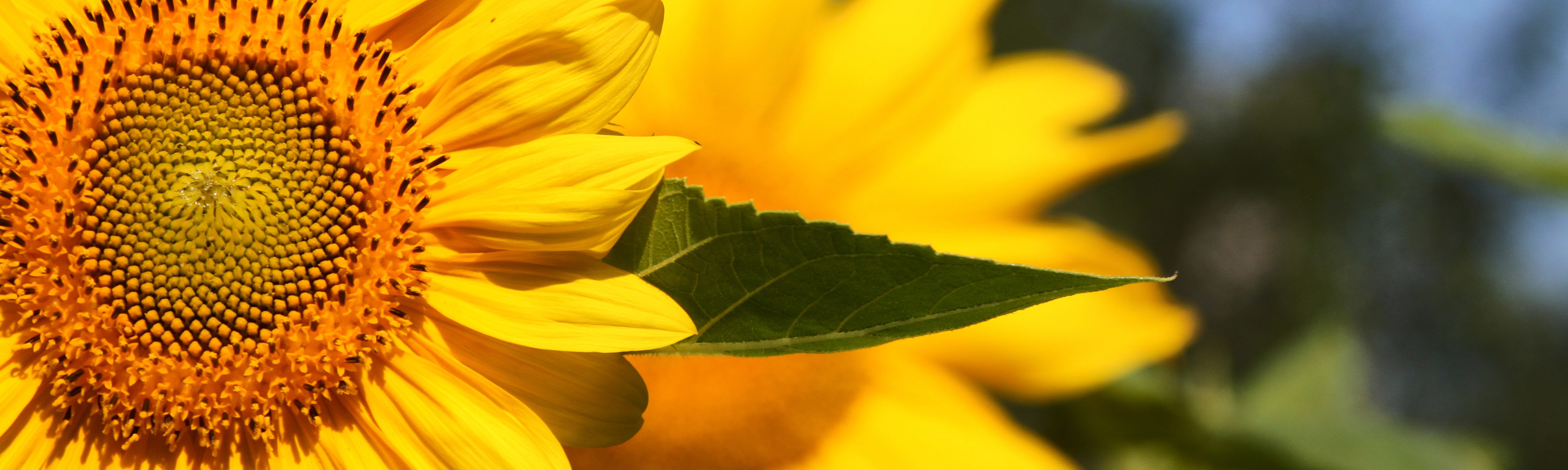 Norton's Florist Flower Delivery Birmingham, AL Florist Voted Best