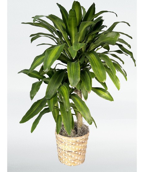 Mass Cane Dracaena
