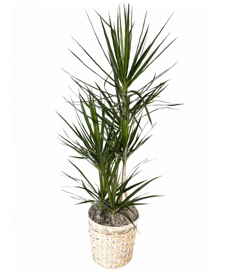 Dracaena Marginata
