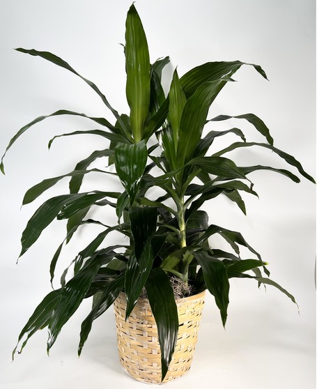 Janet Craig Dracaena
