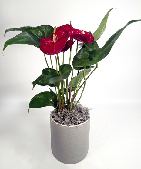 Anthurium Plant