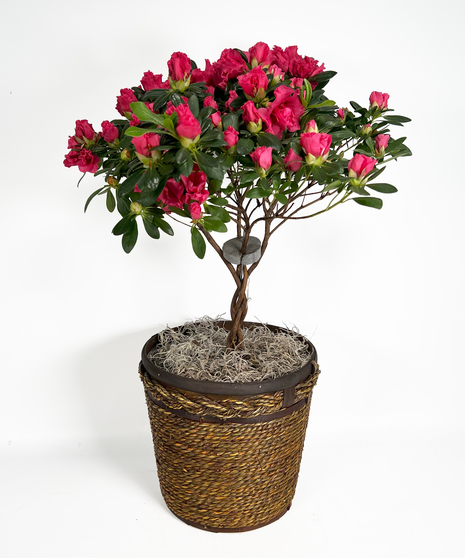 Azalea Tree