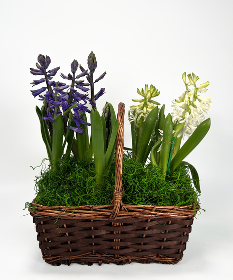 Hyacinth Duo