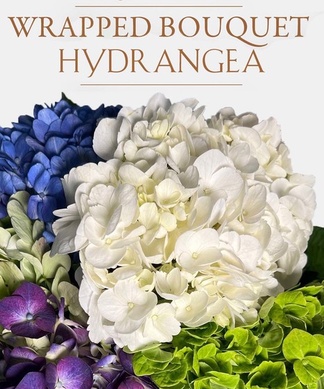 Wrapped Bouquet - Mixed Hydrangea