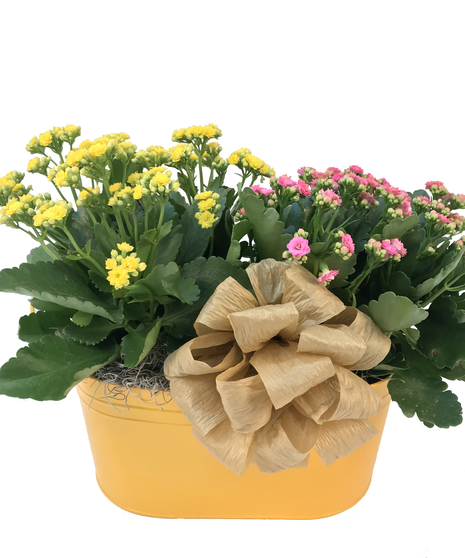 Kalanchoe Crazy