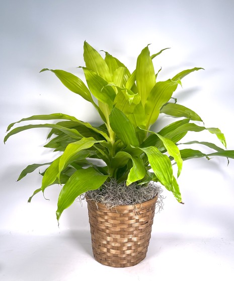 Limelight Dracena