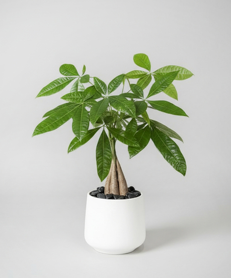 Braided Money Tree - 6