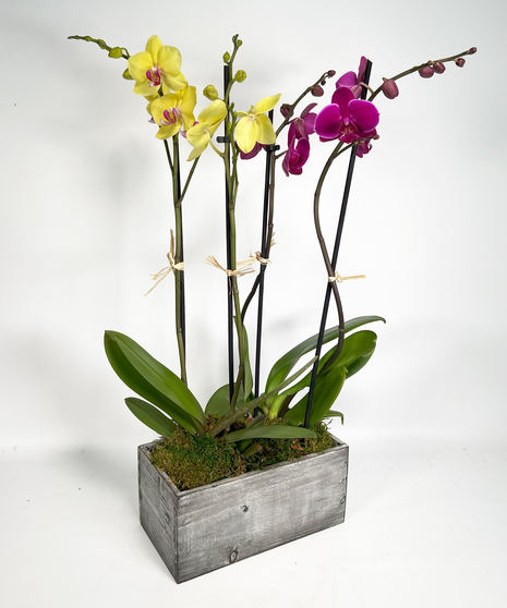 Orchid Duo