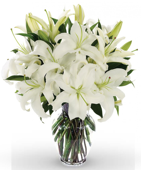 Casablanca Lily Surprise