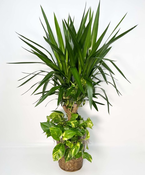 Yucca and Pothos Plant Combo