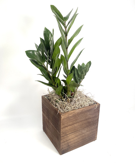ZZ Plant