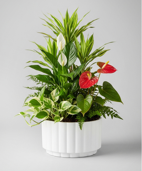 Blooming Dish Garden - 3 Sizes Available