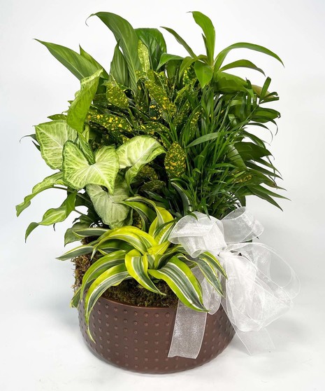 Medium Dish Garden - 12