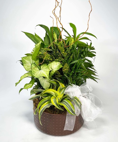 Low bowl filled with living plants.