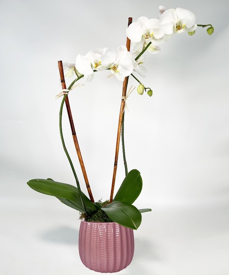 October: Breast Cancer - Adrienne's Orchid