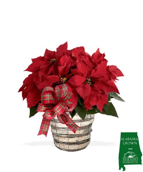 Basket with a small red poinsettia plant. 