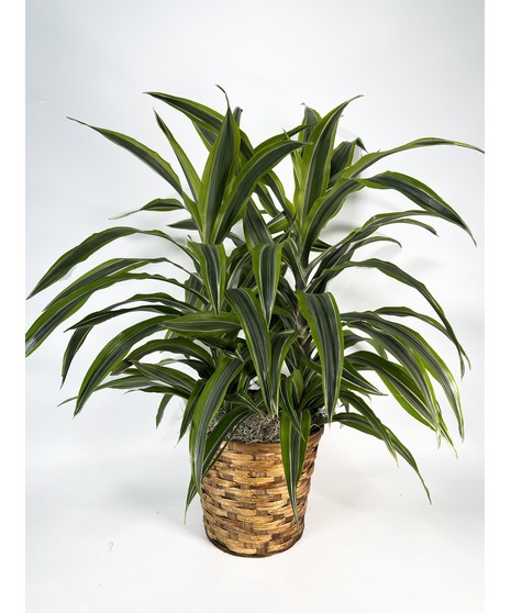 Lemon Lime Dracaena