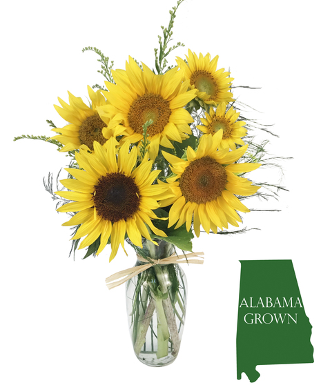 Alabama Sunflowers