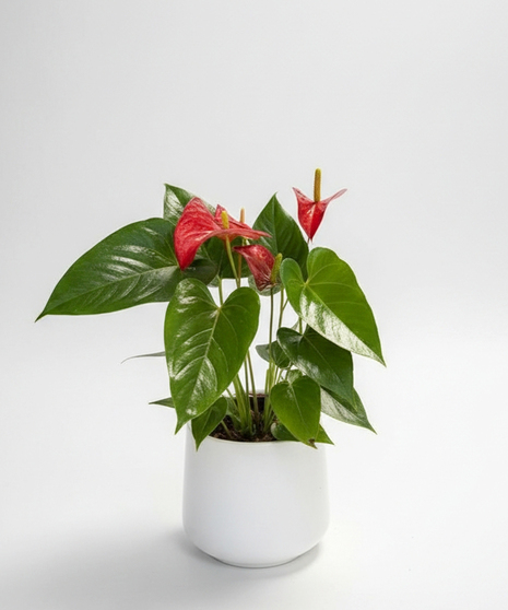 Anthurium - 6