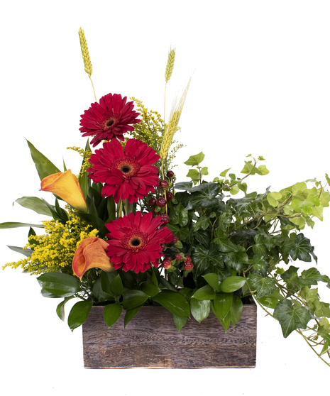 Wooden cube of gerbera daisies, mini calla lilies, solidago and millet with ivy. 