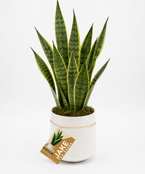 Jake the Snake - Snake Plant