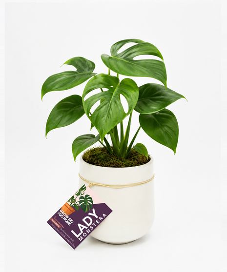 Lady Monstera - Monstera Plant