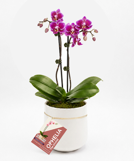 Ophelia the Orchid