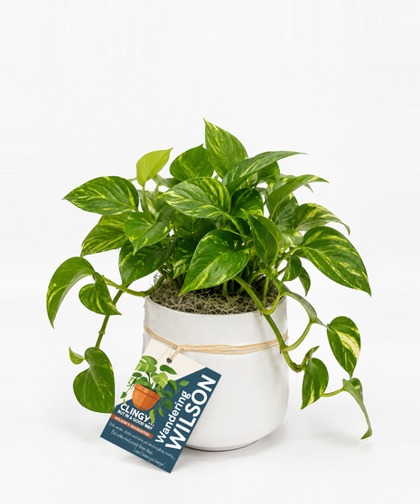 Wandering Wilson - Pothos Plant