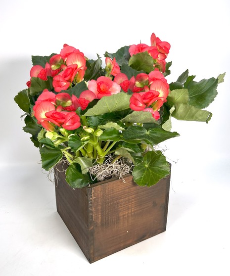 Begonia Planter