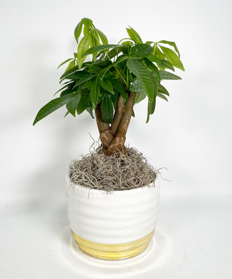 Braided Money Tree