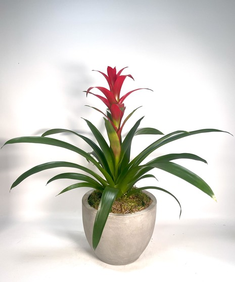Bromeliad Planter