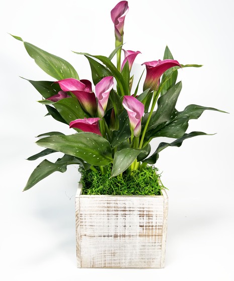 Calla Lily Planter