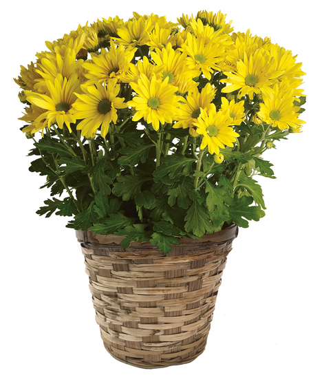 Yellow daisy chrysanthemum plant in a pot. 