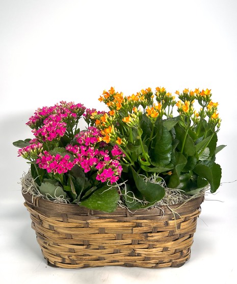 Kalanchoe Planter