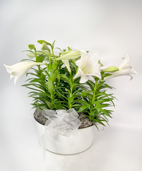 Blooming Plants