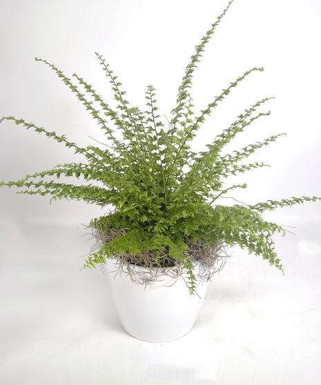 Fluffy Ruffles Fern