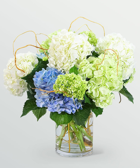 Hydrangea Abundance
