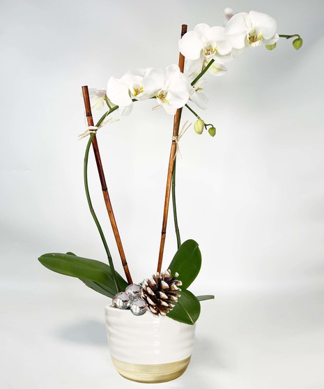 Holiday Orchids