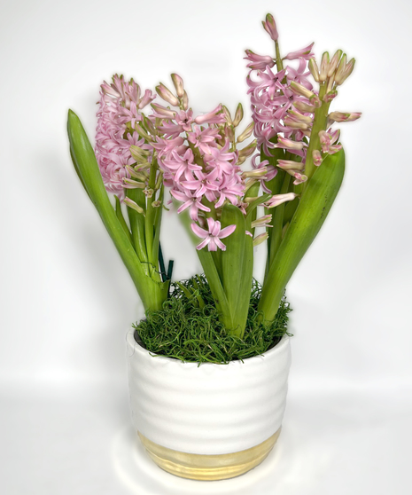 Hyacinth Planter