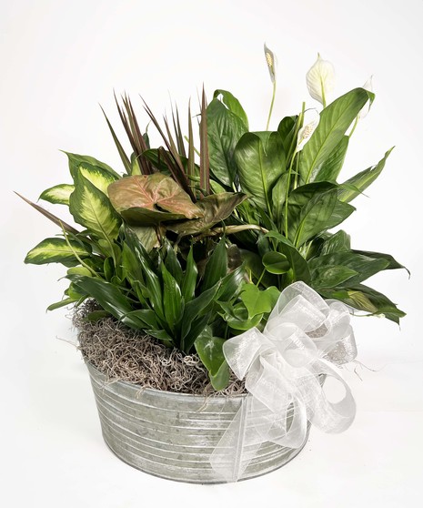 Large Dish Garden, 14