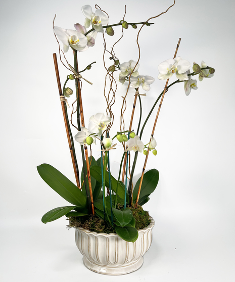 Orchid Trio