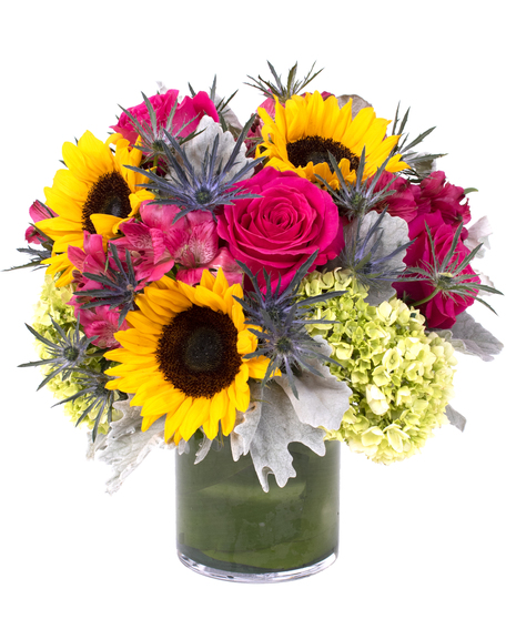 Sunflowers, hot pink roses, hydrangea, alstroemeria, dusty miller and blue thistle in a leaf-lined vase.