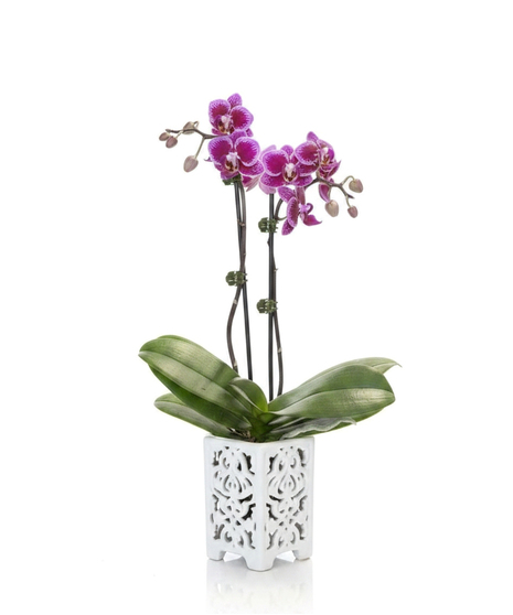 Petite Orchid Elegance