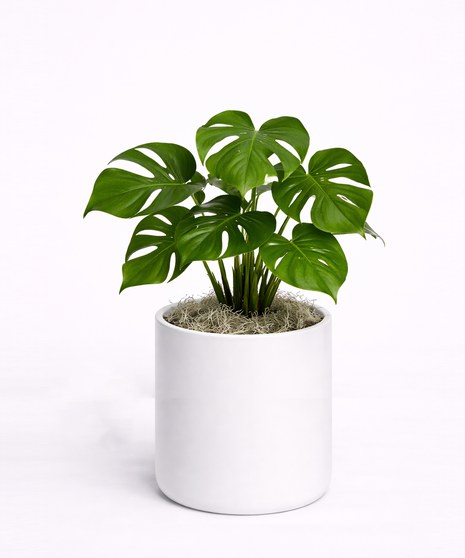 Monstera - 6