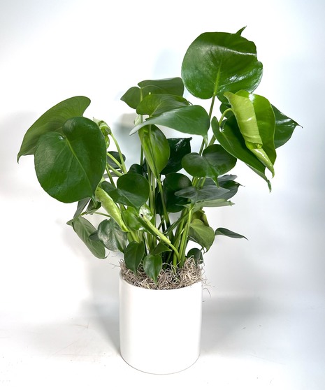 Monstera Planter