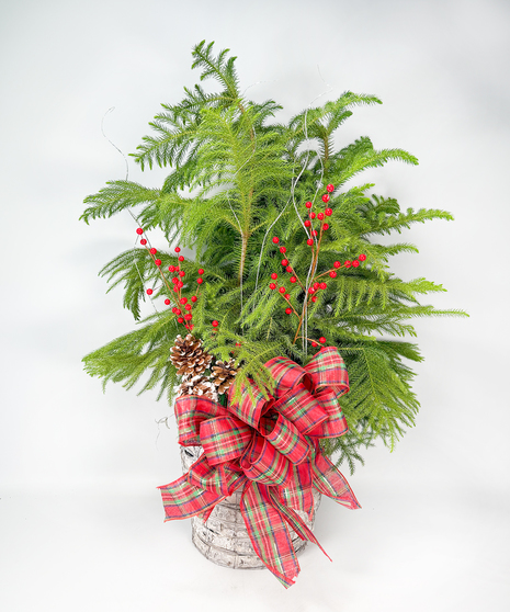 Norfolk Island Pine - Choose a 6