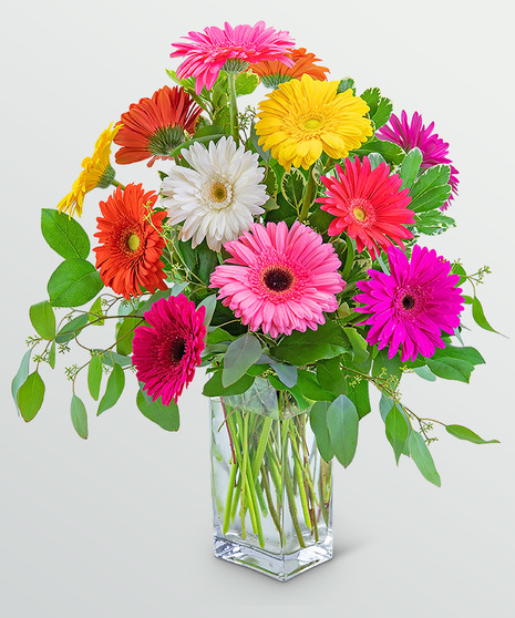 One Dozen Dashing Gerbera