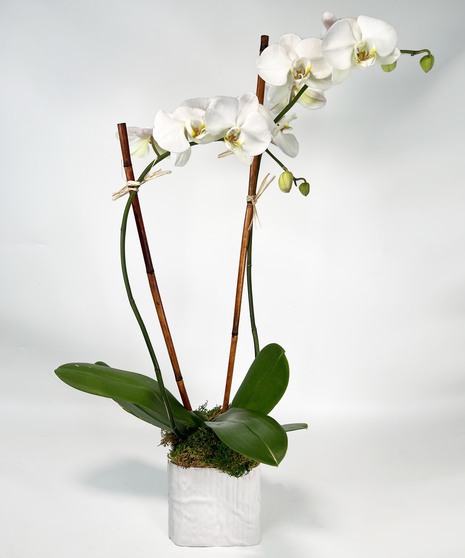 Mother's Orchid